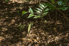 Putranjiva formosana (Putranjiva formosana)