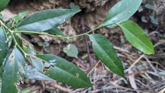 Putranjiva formosana (Putranjiva formosana)
