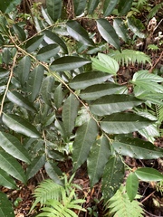 Putranjiva formosana (Putranjiva formosana)