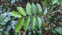 Putranjiva formosana (Putranjiva formosana)