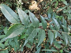Putranjiva formosana (Putranjiva formosana)