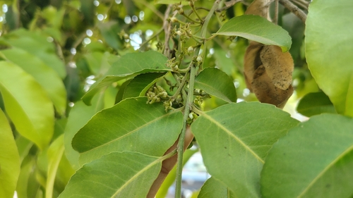 Putranjiva formosana (Putranjiva formosana)