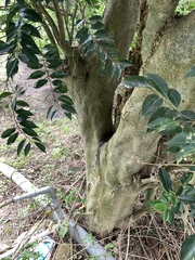 Putranjiva formosana (Putranjiva formosana)