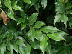 Putranjiva formosana (Putranjiva formosana)