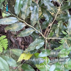 Putranjiva formosana (Putranjiva formosana)