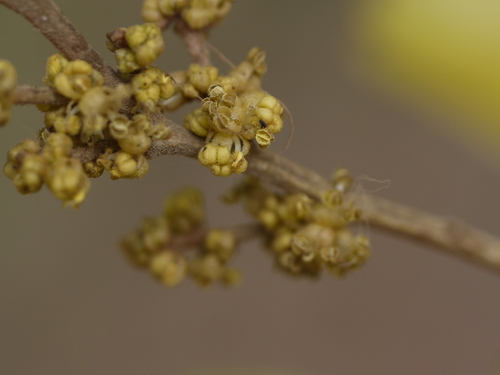Child life tree (Putranjiva roxburghii)