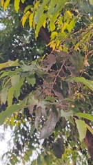 Child life tree (Putranjiva roxburghii)