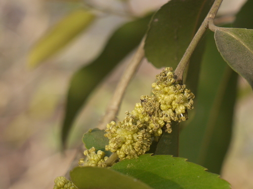 Child life tree (Putranjiva roxburghii)