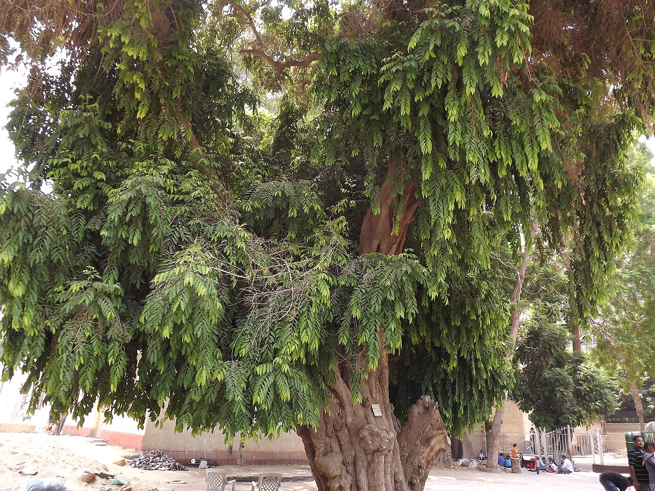 Child life tree: بوترنجيفا روكسبارجي