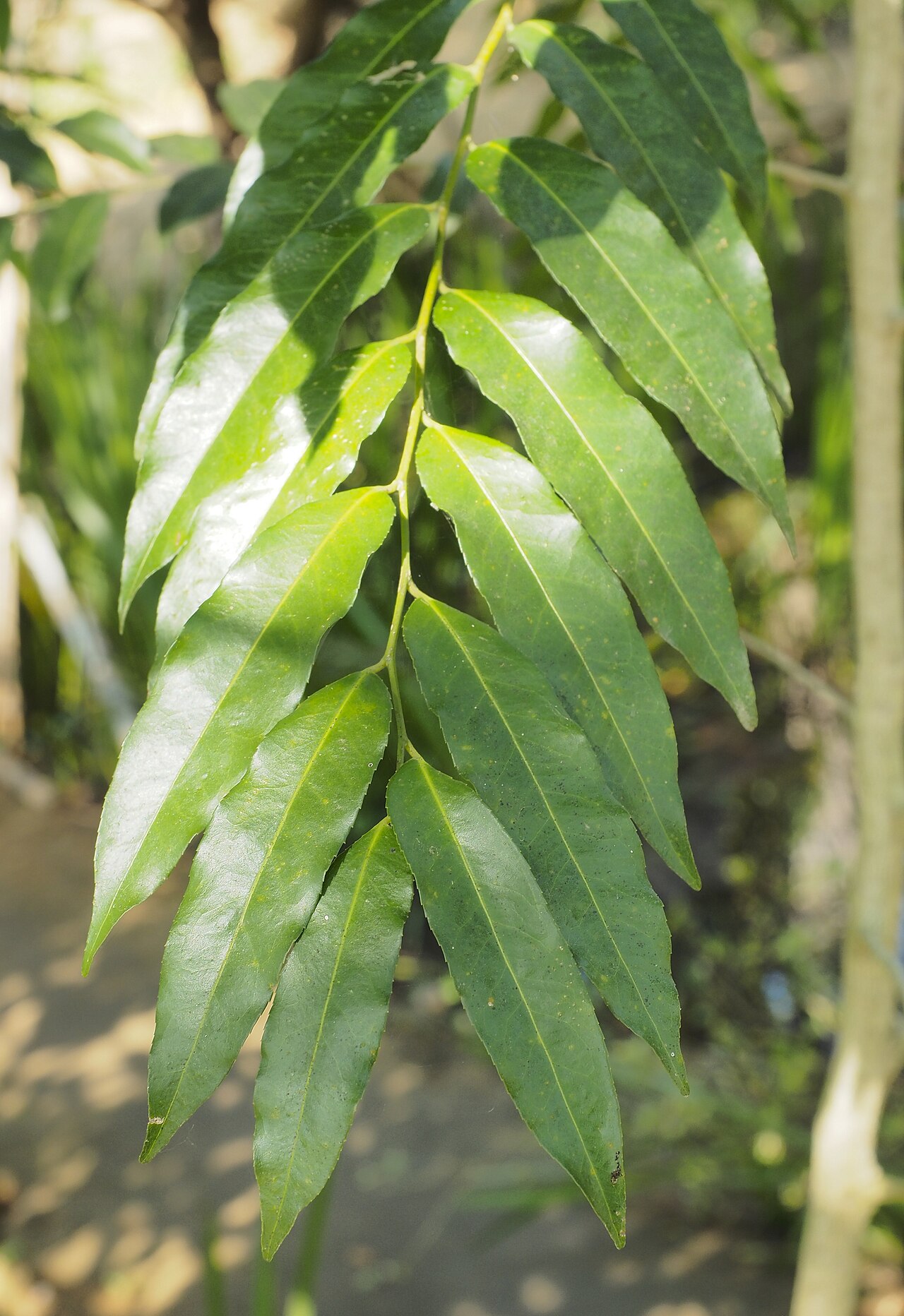 Child life tree: Close up of leaves of a young Putranjiva roxburghii tree