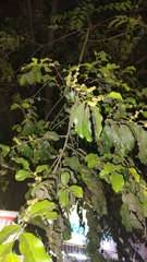 Child life tree (Putranjiva roxburghii)