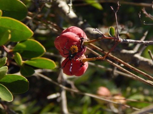 Putterlickia pyracantha (Putterlickia pyracantha)
