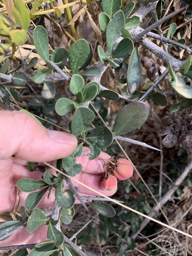 Putterlickia pyracantha (Putterlickia pyracantha)