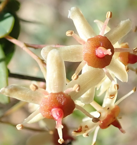 Putterlickia pyracantha (Putterlickia pyracantha)