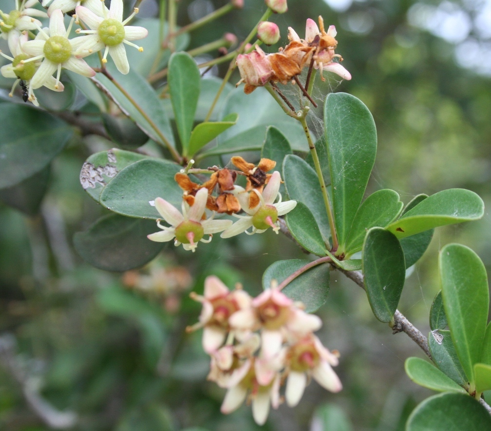 Putterlickia pyracantha (Putterlickia pyracantha)