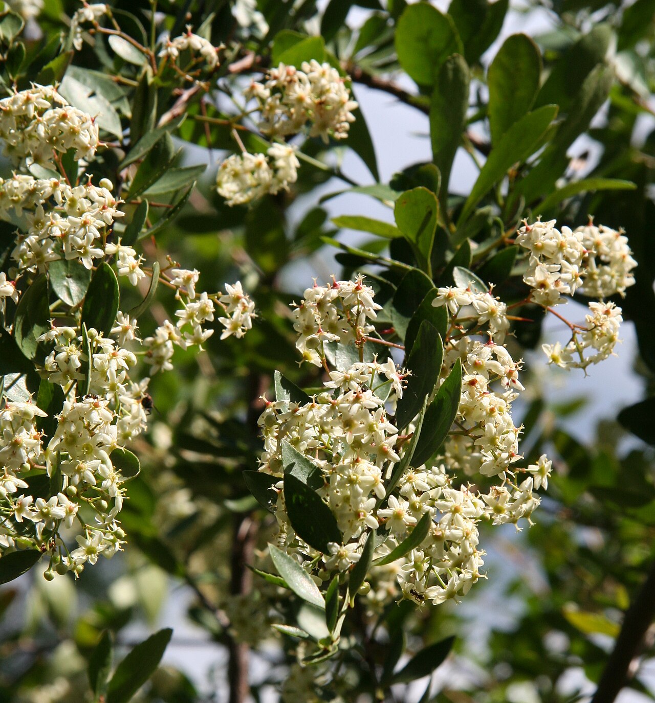 Putterlickia pyracantha: Putterlickia pyracantha im Botanischen Garten Dresden