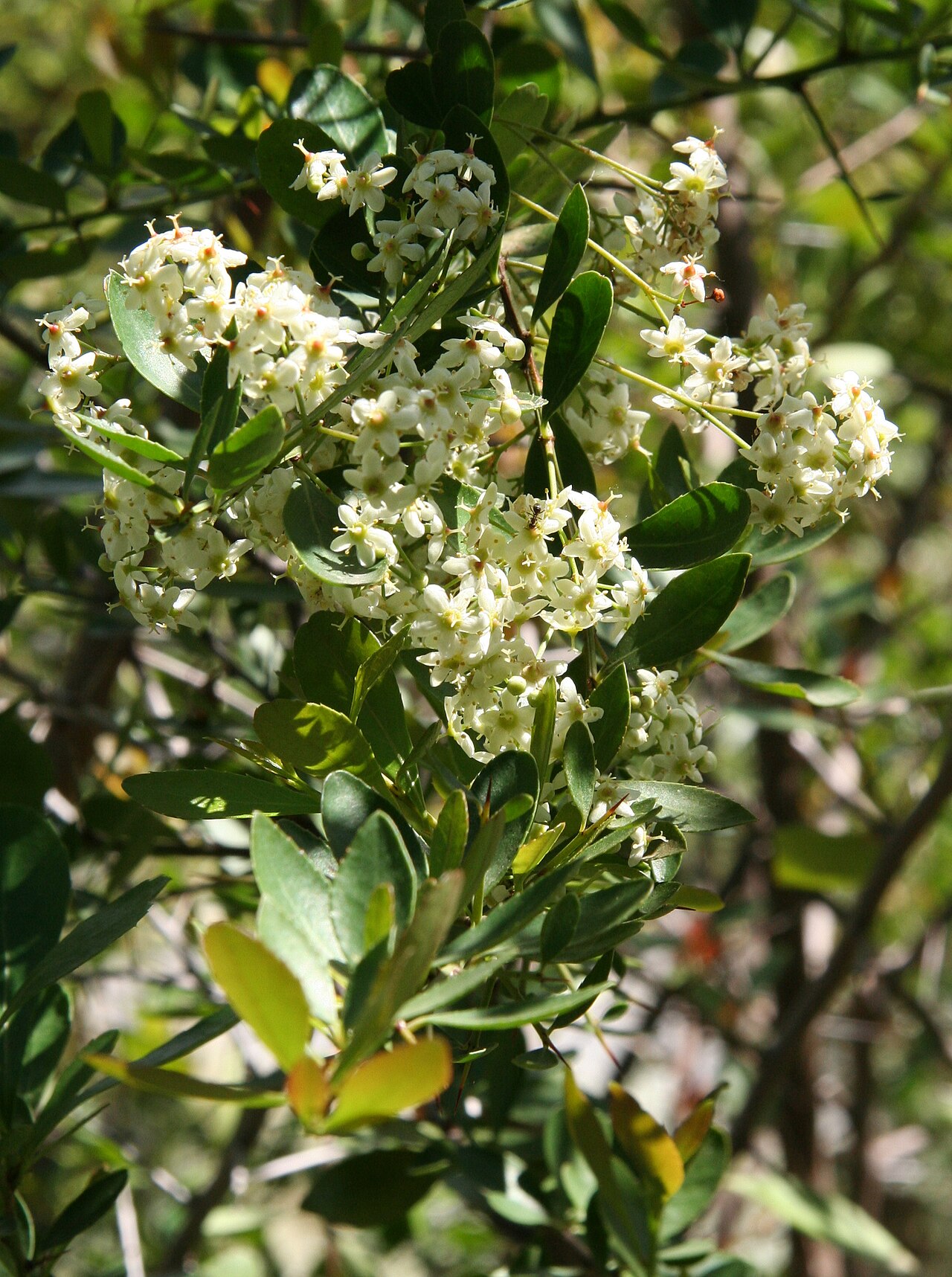 Putterlickia pyracantha: Putterlickia pyracantha im Botanischen Garten Dresden