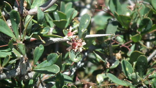 Putterlickia pyracantha (Putterlickia pyracantha)