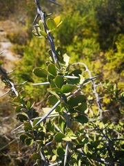 Putterlickia pyracantha (Putterlickia pyracantha)