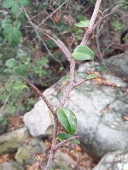 Pondo false spike-thorn (Putterlickia retrospinosa)