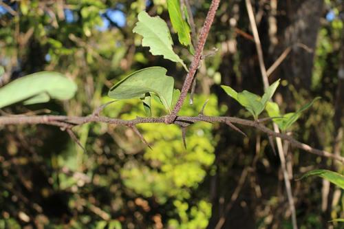 Pondo false spike-thorn (Putterlickia retrospinosa)