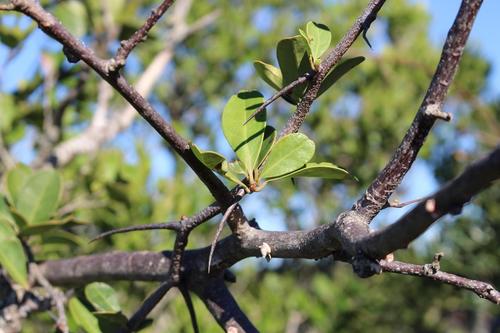 Pondo false spike-thorn (Putterlickia retrospinosa)