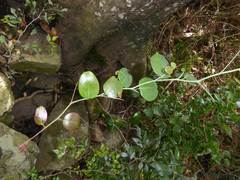 Pondo false spike-thorn (Putterlickia retrospinosa)