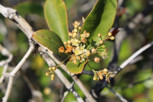 Pondo false spike-thorn (Putterlickia retrospinosa)