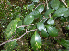 Pondo false spike-thorn (Putterlickia retrospinosa)