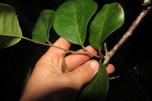 Pondo false spike-thorn (Putterlickia retrospinosa)