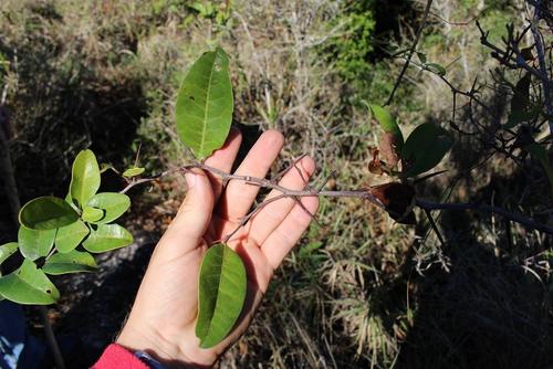 Pondo false spike-thorn (Putterlickia retrospinosa)