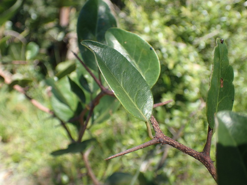 Pondo false spike-thorn (Putterlickia retrospinosa)