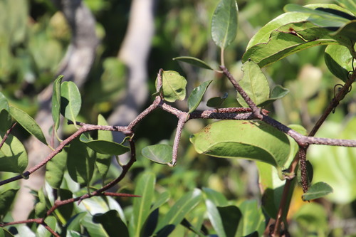 Pondo false spike-thorn (Putterlickia retrospinosa)