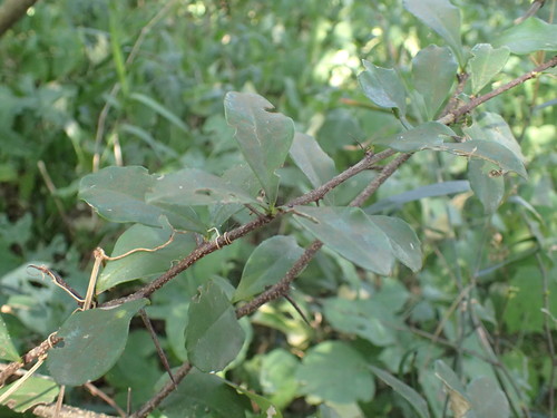 Pondo false spike-thorn (Putterlickia retrospinosa)