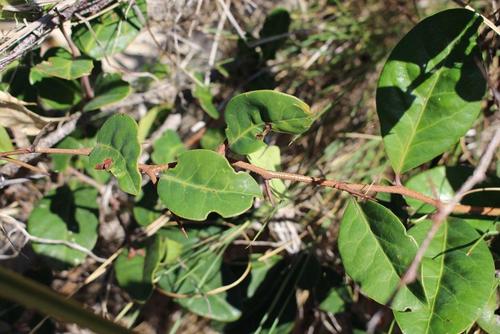 Pondo false spike-thorn (Putterlickia retrospinosa)