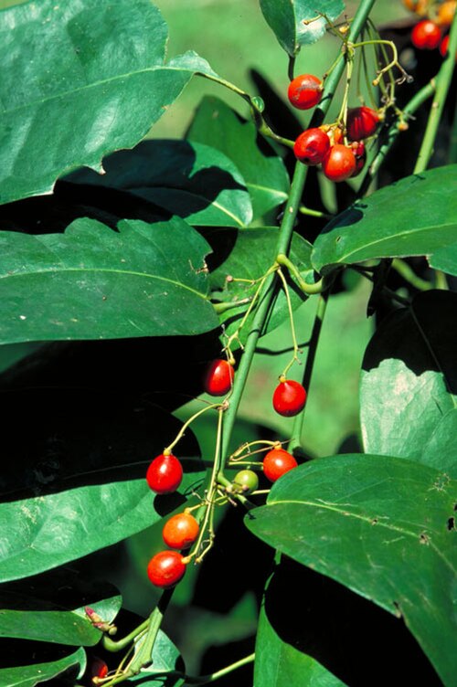 Common milk vine: Pycnarrhena novoguineensis with fruit