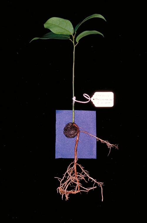 Pycnarrhena ozantha: Pycnarrhena ozantha - seedling