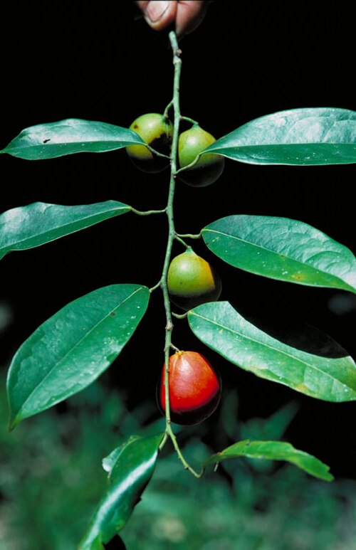 Pycnarrhena ozantha: Pycnarrhena ozantha - leaves and fruit