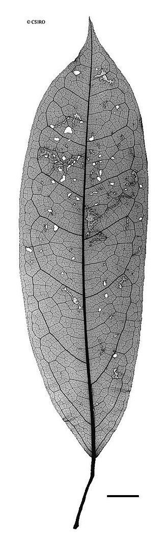 Pycnarrhena ozantha: Pycnarrhena ozantha - xray of leaf