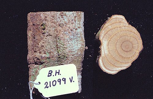 Pycnarrhena ozantha: Pycnarrhena ozantha - section of stem