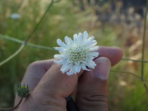 Pycnocomon rutifolium (Pycnocomon rutifolium)