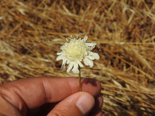 Pycnocomon rutifolium (Pycnocomon rutifolium)