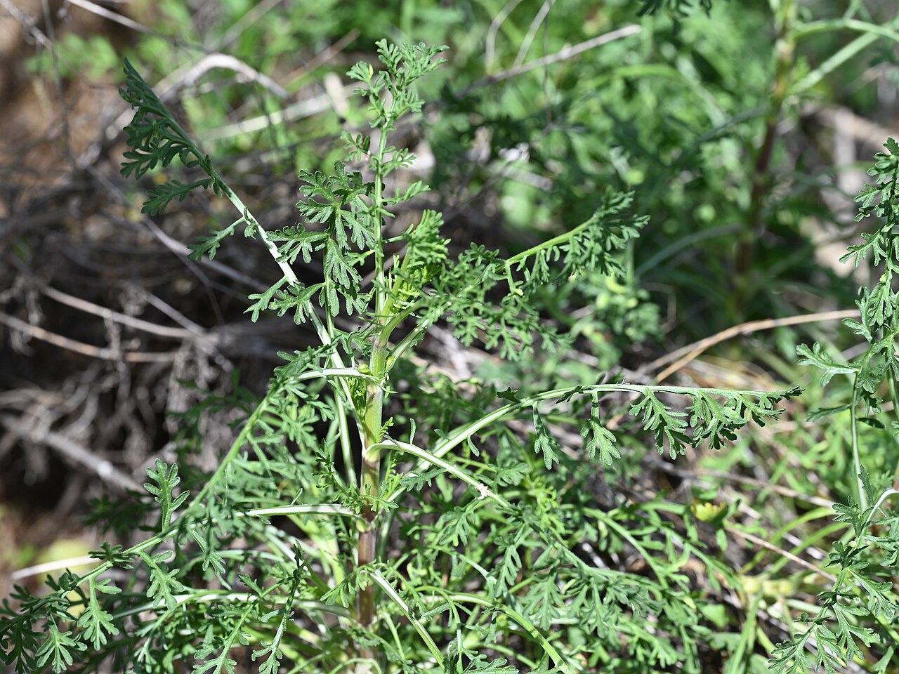 Pycnocomon rutifolium: Pycnocomon rutifolium in Jardín Botánico Dunas del Odiel