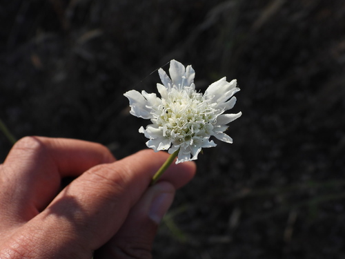 Pycnocomon rutifolium (Pycnocomon rutifolium)