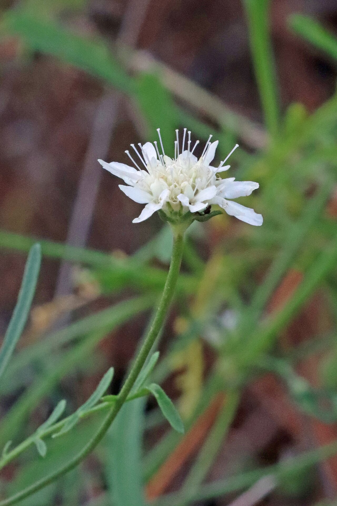 Pycnocomon rutifolium: Pycnocomon rutifolium in Portugal