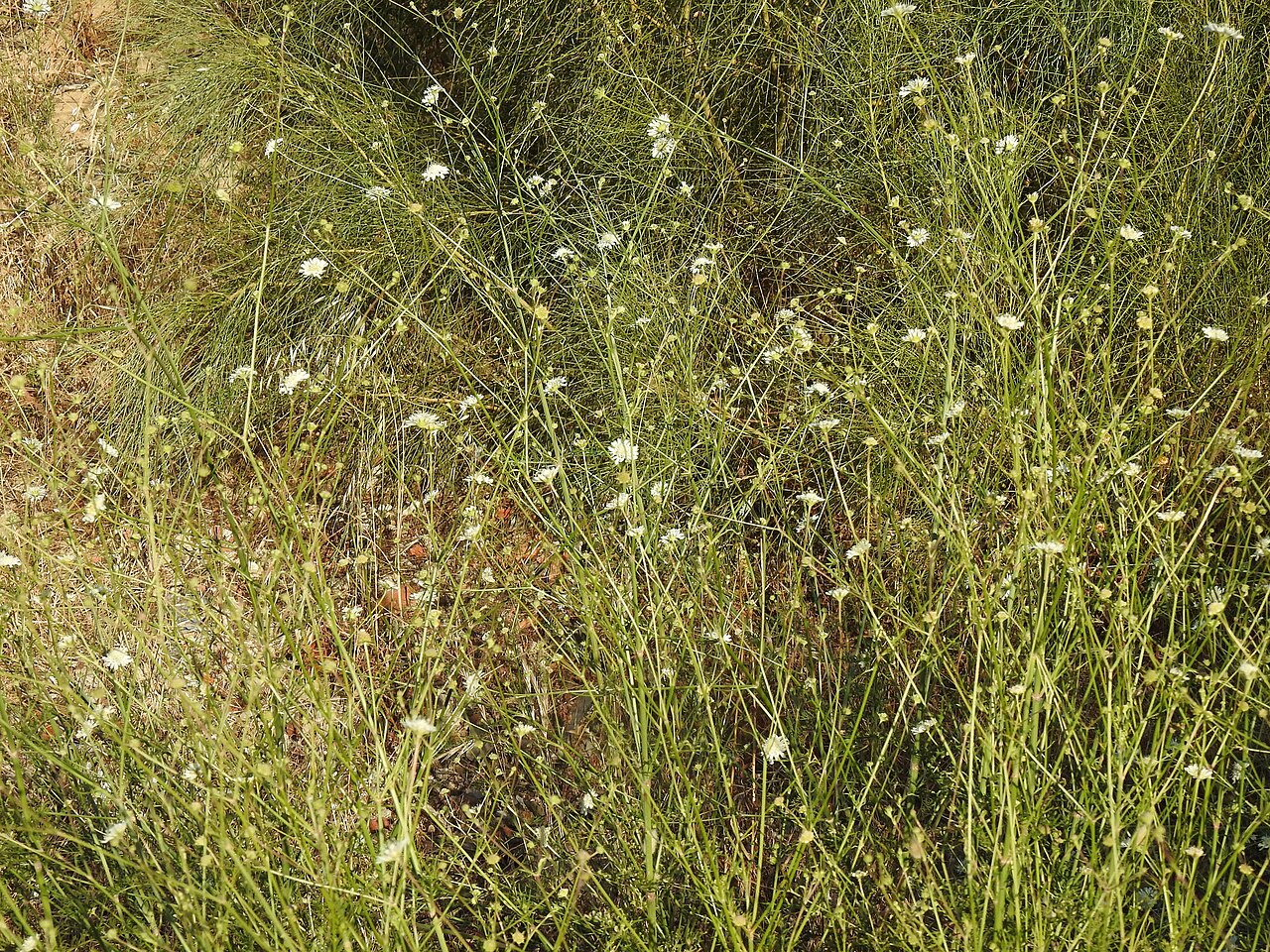 Pycnocomon rutifolium: Pycnocomon rutifolium in Portugal