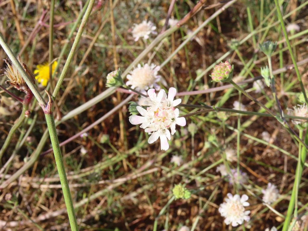 Pycnocomon rutifolium (Pycnocomon rutifolium)