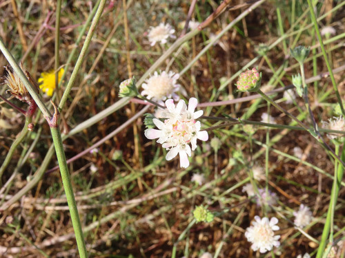 Pycnocomon rutifolium (Pycnocomon rutifolium)