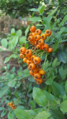 Scarlet firethorn (Pyracantha coccinea)