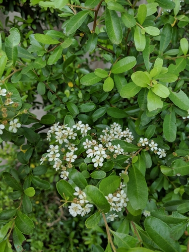 Scarlet firethorn (Pyracantha coccinea)
